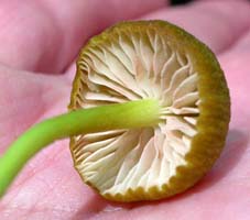 a close view of the widely spaced gills show the pink spores on their faces Leptonia incana.